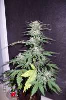 Black Skull Seeds Diesel Matic - ein Foto von cheifyc