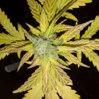 Blim Burn Seeds Black Mamba Auto CBD - ein Foto von Wiji30