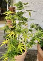 Blim Burn Seeds Cream Automatic - ein Foto von m4x1m