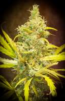 Blim Burn Seeds Critical Daddy Purple - ein Foto von Nostradameche