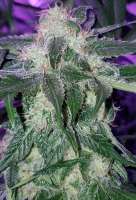 Blim Burn Seeds Girl Scout Cookies - ein Foto von Tzolkin