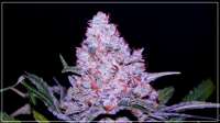 Blim Burn Seeds Girl Scout Cookies - ein Foto von Scrog