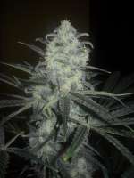 Blim Burn Seeds Original Clon - ein Foto von aitite