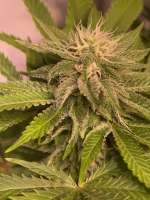 Blim Burn Seeds Orka - ein Foto von Planter4711