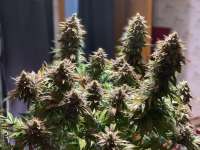 Blim Burn Seeds Orka - ein Foto von Planter4711