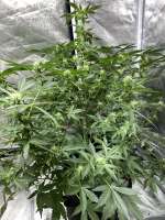 Blim Burn Seeds Sweety Automatic - ein Foto von Premiumshasteen