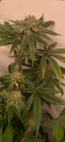 Bodhi Seeds Black Triangle - ein Foto von Wolfmans