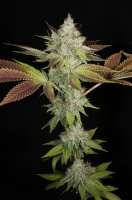 Bodhi Seeds Black Triangle - ein Foto von pupilfam