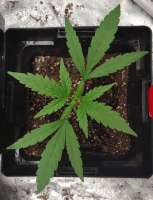 Bodhi Seeds Cherry Lotus - ein Foto von 420meowmeowmeow