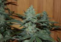 Bodhi Seeds Cougar Milk - ein Foto von deeks