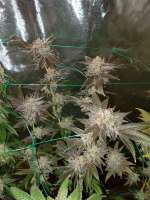 Bodhi Seeds Granola Funk - ein Foto von WayHIGHERthanU7