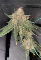 Bodhi Seeds Granola Funk - ein Foto von Jeremy710