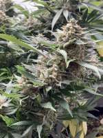 Bodhi Seeds Heaven Mountain - ein Foto von Wolfmans