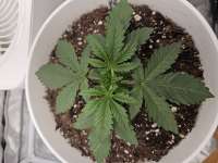 Bodhi Seeds Jungle Spice - ein Foto von Growinghermit