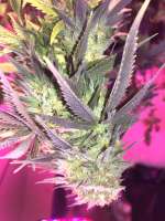 Bodhi Seeds Lazy Lightning - ein Foto von Feralridge