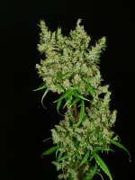 Bodhi Seeds Nepali Watermelon Hashplant - ein Foto von pupilfam