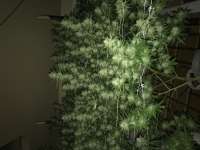 Bodhi Seeds Space Monkey - ein Foto von Sundancefamily