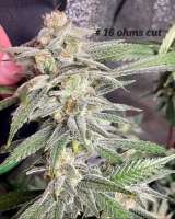 Bodhi Seeds Sunshine Daydream - ein Foto von Ohmslaw