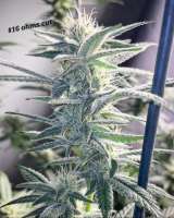 Bodhi Seeds Sunshine Daydream - ein Foto von Ohmslaw