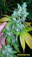 Bodhi Seeds Sunshine Daydream - ein Foto von growingcrazy