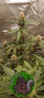 Bodhi Seeds Unicorn Milk - ein Foto von 420meowmeowmeow