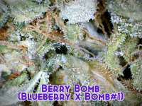 Bomb Seeds Berry Bomb - ein Foto von Justin108