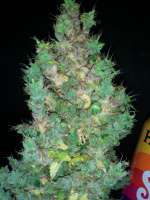 Bomb Seeds Cherry Bomb Auto - ein Foto von lee1969