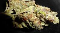 Bomb Seeds Gorilla Bomb - ein Foto von TOPcat123nigel