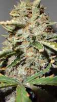 Bild von traqera (THC Bomb)