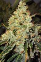 Bild von traqera (THC Bomb)