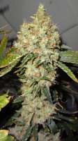 Bild von traqera (THC Bomb)