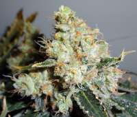 Bild von traqera (THC Bomb)