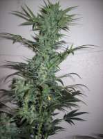 Bild von nobodyuknow (THC Bomb Auto)