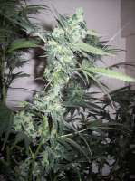 Bild von nobodyuknow (THC Bomb Auto)