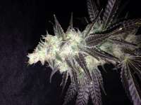 Bild von Elbongsaway (THC Bomb Auto)