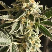 Boneyard Seeds Norcal Angel's Sunset - ein Foto von MrToad