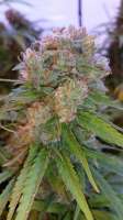 Boneyard Seeds Norcal H.C.W. - ein Foto von MrToad