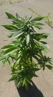 Boneyard Seeds Norcal Redwood Kush - ein Foto von MrToad