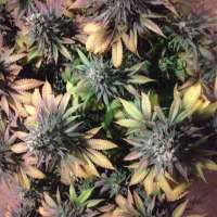 Boneyard Seeds Norcal TURK 182 - ein Foto von MrToad