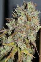 Bild von Grower1982 (Cinderella 99 2016)