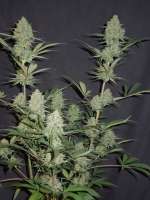 Brothers Grimm Princess Haze - ein Foto von Cultivator420