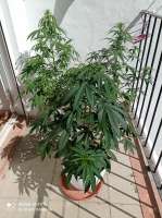 Buddha Seeds Deimos - ein Foto von PunkyThrasher