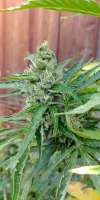 Buddha Seeds Magnum - ein Foto von Padbabs