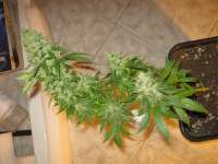 Buddha Seeds Quasar - ein Foto von BlackDomina