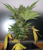 Bulk Seed Bank AK - ein Foto von DerDepressive