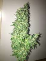 Bulk Seed Bank Ananas Funk - ein Foto von Budfit