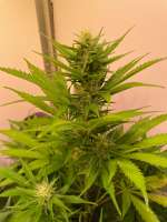 Bulk Seed Bank Auto Blueberry Berry - ein Foto von MartenNL