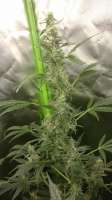 Bulk Seed Bank Auto Chronical - ein Foto von GermanGrowCologne