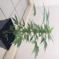 Bulk Seed Bank Auto Lime Skunk - ein Foto von McVeli