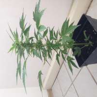 Bulk Seed Bank Auto Lime Skunk - ein Foto von McVeli